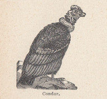 Condor - 1926 Stampa Epoca - Vintage Print  - Estampes & Gravures