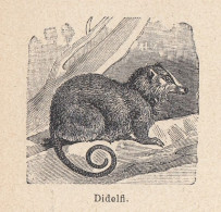 Didelfi - 1926 Stampa Epoca - Vintage Print  - Estampes & Gravures