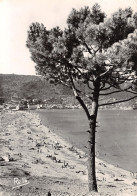 83-LE LAVANDOU-N°T2729-A/0329 - Le Lavandou