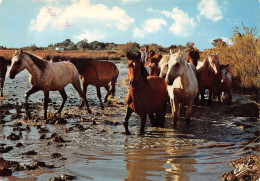 13-EN CAMARGUE-N°T2734-D/0365 - Autres & Non Classés