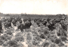 13-EN CAMARGUE-N°T2734-D/0167 - Autres & Non Classés