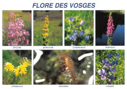 88-LES VOSGES FLORE-N°T2734-D/0025 - Other & Unclassified