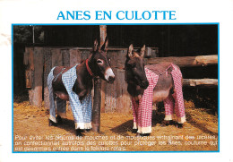 17-CHARENTE MARITME FOLKLORE ANES EN CULOTTE-N°T2741-B/0327 - Sonstige & Ohne Zuordnung