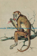 R643913 Monkey. F. Hartmann. 1907 - Monde