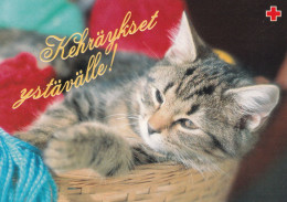 Postal Stationery - Cat - Kitten In The Basket - Red Cross 2000 - Suomi Finland - Postage Paid - Enteros Postales