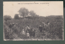 CP - 72 - Les Vendanges Dans La Sarthe - En Pleine Récolte - Autres & Non Classés