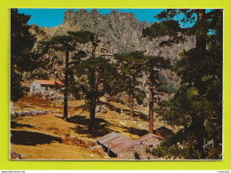 Corse Du Sud BAVELLA N°872 Forêt Aux Environs Du Col Postée De Sartène En 1975 - Andere & Zonder Classificatie