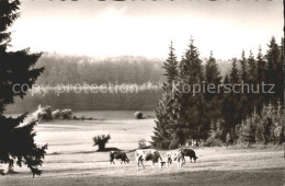 72025522 Lauterbach Hessen Birkenruh Schadges Altenschlirfer Wiesen Lauterbach - Lauterbach