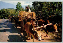 10292321 - Carts Drawn By Both Buffalos And Cows Northern Thailand  , Tiergespanne - Sin Clasificación