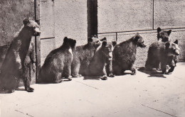 Berne, La Fosse Aux Ours - Grindelwald