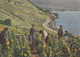 Vendanges à St Saphorin, Roche Ronde, Lithos R. Marsens   Publicité Signée - Saint-Saphorin