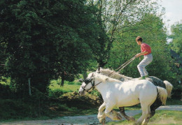 Juvigny Sous Andaine Ferme Du Cheval De Trait La Michaudière - Paarden