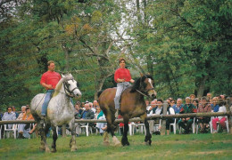 Juvigny Sous Andaine Ferme Du Cheval De Trait La Michaudière - Horses