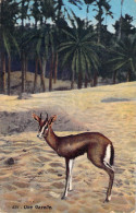 TUNISIE  Une Gazelle  Carte écrite De Bizerte - Tunisie