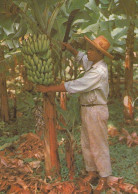 Martinique Le Bananier Et Son Régime - Other & Unclassified