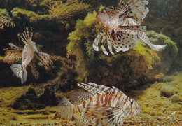 Musée Océanographique De Monaco Rascasse Volante - Fische Und Schaltiere
