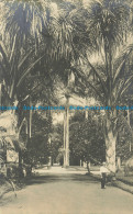 R646667 View Of The Park. Palm Trees. P. R. A - Monde