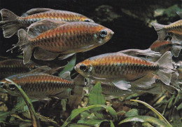 Paris Aquarium Tropical Du Musée National Des Arts Africains Et Océaniens Phenacogrammus Interruptus - Pescados Y Crustáceos