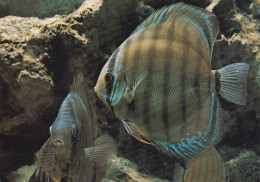 Paris Aquarium Tropical Du Musée National Des Arts Africains Et Océaniens Symphisodon Aequifasciata Axelrodi - Fish & Shellfish