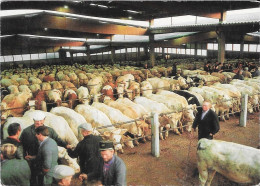 SAINT CHRISTOPHE EN BRIONNAIS - Le Marché Aux Bestiaux - Markets