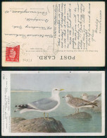 [ OT 015604 ] - ILLUSTRATEUR ILLUSTRATOR - ANIMALS - BIRDS COMMUN GULL SEAGULL - Birds