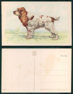 [ OT 015644 ] - ANIMALS - DOG CHIEN PERRO HUND - Dogs