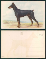 [ OT 015645 ] - ANIMALS - DOG CHIEN PERRO HUND DOBERMAN - Hunde