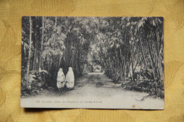 ALGERIE - ALGER : Allée Des Bambous Au Jardin D'Essai - Algiers