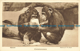 R645821 Chimpanzees. Zoological Society Of London. F. W. Bond - Sonstige & Ohne Zuordnung