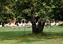 73833712 Gelsenkirchen Flamingo Wiese Im Ruhr Zoo Gelsenkirchen - Gelsenkirchen