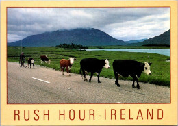 28-5-2024 (6 Z 23) Ireland (cow) Humour -  (posted To Australia 1999) - Koeien