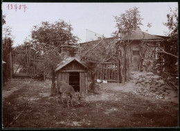 Fotografie Brück & Sohn Meissen, Ansicht Freiberg I. Sa., Reh-Zwinger In Der Sommerfrische Wald-Cafe  - Orte