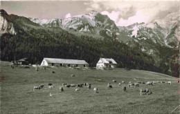 13979069 Kunkelspass_1357m_GR Bergbauern Almvieh Alpen - Sonstige & Ohne Zuordnung