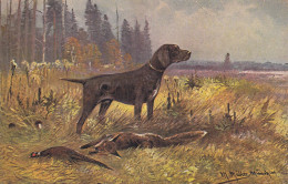 ANIMAUX LES CHIENS DE CHASSE - Honden