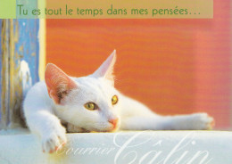 ANIMAUX LES CHATS - Katten