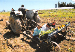 28-CHATEAUDUN-PLANTATION DES SALADES-MR CHRISTIAN NOEL-N°615-B/0379 - Chateaudun