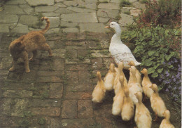 ANIMAUX LES CHATS ET LES CANETONS - Katten