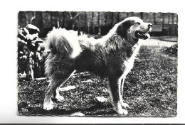 CPA PHOTO CHIEN DES PYRENEES - Dogs