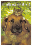 ANIMAUX LES CHATS ET LE CHIEN - Chats