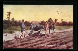 Künstler-AK Raphael Tuck & Sons Nr. 7750: Egypt, Ploughing Near The Nile  - Tuck, Raphael