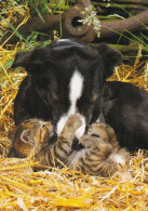 ANIMAUX LES CHATS ET LE CHIEN - Gatos