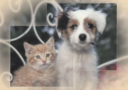 ANIMAUX LES CHATS ET LE CHIEN - Cats