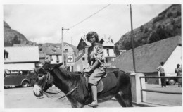 Photographie Vintage Photo Snapshot âne Donkey Mule Mulet  - Sonstige & Ohne Zuordnung