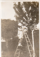 Photographie Vintage Photo Snapshot échelle Escabeau Cueuillette Arbre - Other & Unclassified