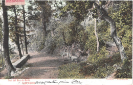 ES CAMPRODON - Thomas Précurseur Colorisée - Font Del Mas De Mollo - Belle - Gerona