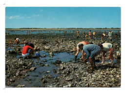 CPM - ÎLE DE RÉ - La Pêche Aux Huîtres - Ile De Ré