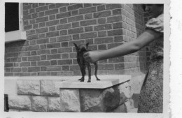 Photographie Vintage Photo Snapshot Chien Dog Pet Bras Raté Erreur - Other & Unclassified