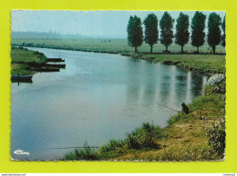 50 PICAUVILLE Vers St Sauveur Le Vicomte Bords De La Douve Pêcheurs à La Ligne Barques Troupeau De Vaches VOIR DOS - Andere & Zonder Classificatie