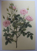 FLEURS - Rosier Pompon - Blumen