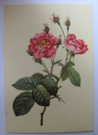 FLEURS - Rose - Fleurs